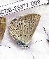  ( - CCDB-23377 D09)  @11 [ ] Copyright (2018) Zoological Institute of the Russian Academy of Science Zoological Institute of the Russian Academy of Science