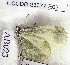  (Leptidea darvazensis - CCDB-23377 E02)  @12 [ ] Copyright (2018) Zoological Institute of the Russian Academy of Science Zoological Institute of the Russian Academy of Science