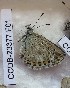  ( - CCDB-23377 F01)  @11 [ ] Copyright (2018) Zoological Institute of the Russian Academy of Science Zoological Institute of the Russian Academy of Science