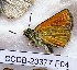  ( - CCDB-23377 F04)  @11 [ ] Copyright (2018) Zoological Institute of the Russian Academy of Science Zoological Institute of the Russian Academy of Science