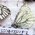  ( - CCDB-23377 F12)  @11 [ ] Copyright (2018) Zoological Institute of the Russian Academy of Science Zoological Institute of the Russian Academy of Science