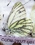  ( - CCDB-23377 G01)  @11 [ ] Copyright (2018) Zoological Institute of the Russian Academy of Science Zoological Institute of the Russian Academy of Science