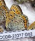  (Lycaena alaica - CCDB-23377 G02)  @12 [ ] Copyright (2018) Zoological Institute of the Russian Academy of Science Zoological Institute of the Russian Academy of Science