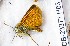  (Thymelicus stigma - CCDB-23377 H03)  @11 [ ] Copyright (2018) Zoological Institute of the Russian Academy of Science Zoological Institute of the Russian Academy of Science