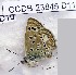  (Alpherakya devanica - CCDB-23845 D11)  @11 [ ] Copyright (2018) Zoological Institute of the Russian Academy of Science Zoological Institute of the Russian Academy of Science