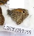  ( - CCDB-23845 G03)  @12 [ ] Copyright (2018) Zoological Institute of the Russian Academy of Science Zoological Institute of the Russian Academy of Science
