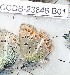  ( - CCDB-23846 B01)  @12 [ ] Copyright (2018) Zoological Institute of the Russian Academy of Science Zoological Institute of the Russian Academy of Science