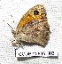  ( - CCDB-23846 H03)  @12 [ ] Copyright (2018) Zoological Institute of the Russian Academy of Science Zoological Institute of the Russian Academy of Science