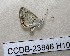  (Freyeria trochylus - CCDB-23846 H10)  @13 [ ] Copyright (2018) Zoological Institute of the Russian Academy of Science Zoological Institute of the Russian Academy of Science