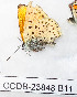  ( - CCDB-23848 B11)  @11 [ ] Copyright (2018) Zoological Institute of the Russian Academy of Science Zoological Institute of the Russian Academy of Science