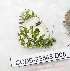  ( - CCDB-23848 D08)  @11 [ ] Copyright (2018) Zoological Institute of the Russian Academy of Science Zoological Institute of the Russian Academy of Science