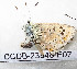 ( - CCDB-23848 E07)  @11 [ ] Copyright (2018) Zoological Institute of the Russian Academy of Science Zoological Institute of the Russian Academy of Science
