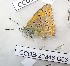  ( - CCDB-23848 G03)  @12 [ ] Copyright (2018) Zoological Institute of the Russian Academy of Science Zoological Institute of the Russian Academy of Science