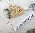  ( - CCDB-23848 G04)  @11 [ ] Copyright (2018) Zoological Institute of the Russian Academy of Science Zoological Institute of the Russian Academy of Science