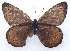  ( - CCDB-23849 A11)  @11 [ ] Copyright (2019) Zoological Institute of the Russian Academy of Science Zoological Institute of the Russian Academy of Science