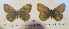  (Erebia zaitsevi - CCDB-23849 B02)  @11 [ ] Copyright (2019) Zoological Institute of the Russian Academy of Science Zoological Institute of the Russian Academy of Science