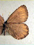  ( - CCDB-23849 C02)  @11 [ ] Copyright (2019) Zoological Institute of the Russian Academy of Science Zoological Institute of the Russian Academy of Science