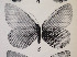  ( - CCDB-23849 C03)  @11 [ ] Copyright (2019) Zoological Institute of the Russian Academy of Science Zoological Institute of the Russian Academy of Science