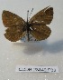  (Afarsia avinovi - CCDB-23849 F03)  @11 [ ] Copyright (2019) Zoological Institute of the Russian Academy of Science Zoological Institute of the Russian Academy of Science