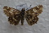  ( - CCDB-25457 A02)  @11 [ ] Copyright (2016) Zoological Institute of the Russian Academy of Science Zoological Institute of the Russian Academy of Science