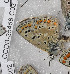  ( - CCDB-25458 C03)  @12 [ ] Copyright (2016) Zoological Institute of the Russian Academy of Science Zoological Institute of the Russian Academy of Science
