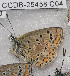  ( - CCDB-25458 C04)  @12 [ ] Copyright (2016) Zoological Institute of the Russian Academy of Science Zoological Institute of the Russian Academy of Science