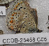  ( - CCDB-25458 C05)  @12 [ ] Copyright (2016) Zoological Institute of the Russian Academy of Science Zoological Institute of the Russian Academy of Science