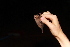  ( - 20130820_578)  @11 [ ] CreativeCommons - Attribution Non-Commercial  Unspecified Smithonian Tropical Institute