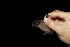  ( - 20120823_288)  @11 [ ] CreativeCommons - Attribution Non-Commercial  Unspecified Smithonian Tropical Institute