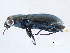  (Notiophilus simulator - 08BBCOL-0820)  @13 [ ] CreativeCommons - Attribution (2010) Unspecified Centre for Biodiversity Genomics