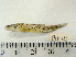  (Leptophilypnus guatemalensis - CHAJ15)  @11 [ ] CreativeCommons - Attribution Non-Commercial Share-Alike (2014) Hector Espinosa Universidad Nacional Autonoma de Mexico, Instituto de Biologia