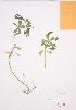 ( - LL 001)  @11 [ ] Copyright (2009) Unspecified University of Guelph BIO Herbarium