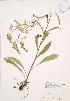  ( - JAG 0225)  @11 [ ] Copyright (2009) Unspecified University of Guelph BIO Herbarium