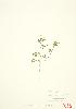  ( - UD 009)  @11 [ ] Copyright (2009) Unspecified University of Guelph BIO Herbarium