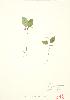  ( - JEM 034)  @11 [ ] Copyright (2009) Unspecified University of Guelph BIO Herbarium