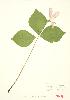  ( - JEM 002)  @11 [ ] Copyright (2009) Unspecified University of Guelph BIO Herbarium