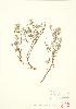  (Dasiphora - JEM 013)  @11 [ ] Copyright (2009) Unspecified University of Guelph BIO Herbarium