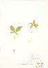  ( - JEM 031)  @11 [ ] Copyright (2009) Unspecified University of Guelph BIO Herbarium