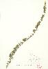  ( - JEM 021)  @11 [ ] Copyright (2009) Unspecified University of Guelph BIO Herbarium