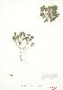  (Najas flexilis - ABM 016)  @11 [ ] Copyright (2009) Unspecified University of Guelph BIO Herbarium