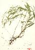  ( - ABM 003)  @11 [ ] Copyright (2009) Unspecified University of Guelph BIO Herbarium