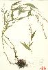  ( - ABM 004)  @11 [ ] Copyright (2009) Unspecified University of Guelph BIO Herbarium