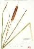  ( - ABM 029)  @11 [ ] Copyright (2009) Unspecified University of Guelph BIO Herbarium