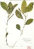  ( - ABM 041)  @11 [ ] Copyright (2009) Unspecified University of Guelph BIO Herbarium