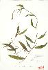  (Potamogeton illinoensis - ABM 046)  @11 [ ] Copyright (2009) Unspecified University of Guelph BIO Herbarium