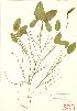  (Potamogeton natans - ABM 048)  @11 [ ] Copyright (2009) Unspecified University of Guelph BIO Herbarium