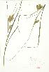  ( - JEM 157)  @11 [ ] Copyright (2009) Unspecified University of Guelph BIO Herbarium