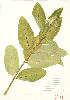  ( - UD 026)  @11 [ ] Copyright (2009) Unspecified University of Guelph BIO Herbarium