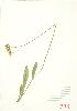  ( - JEM 042)  @11 [ ] Copyright (2009) Unspecified University of Guelph BIO Herbarium