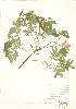  ( - MMD 019)  @11 [ ] Copyright (2009) Unspecified University of Guelph BIO Herbarium